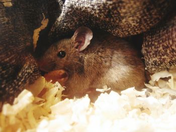 Close-up of squirrel