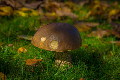 Close-up of mushroom growing on field