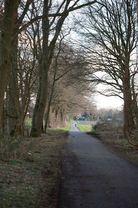 Road amidst trees in forest