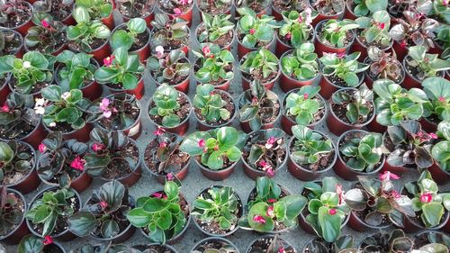High angle view of plants