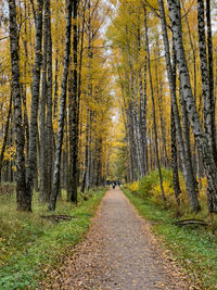 Road amidst trees in forest during autumn