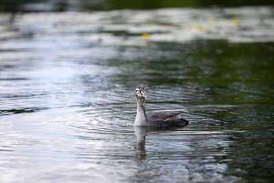 Duck swimming in a lake