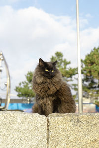 Cat looking away outdoors