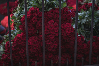 Close-up of red rose hanging on plant for sale