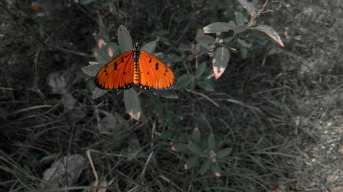 Close-up of orange flower