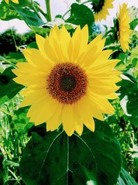 Close-up of sunflower