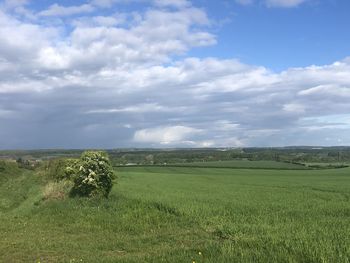 Scenic view of field against sky