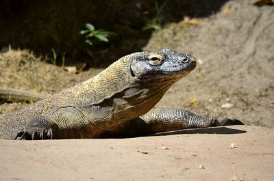 Close-up of lizard on land