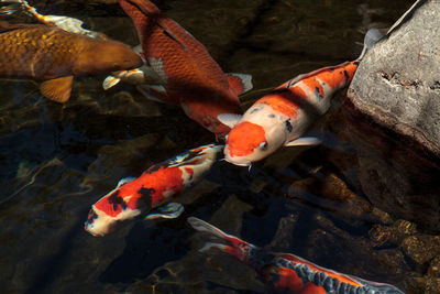 High angle view of koi carps swimming in pond