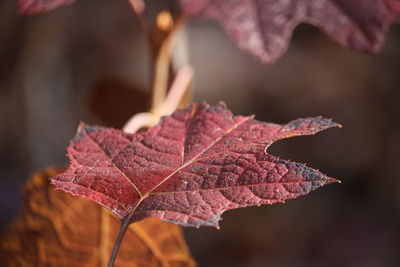 Close-up of dried maple leaf