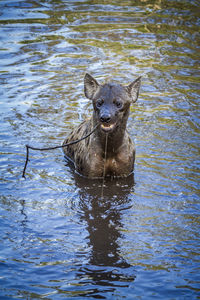 High angle view of hyena swimming in lake