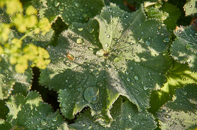 Full frame shot of plants