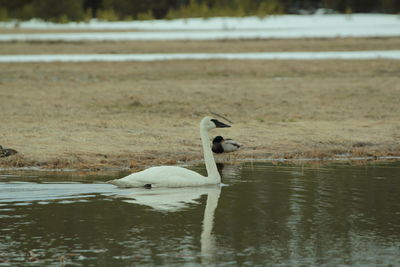 Swan swimming in lake