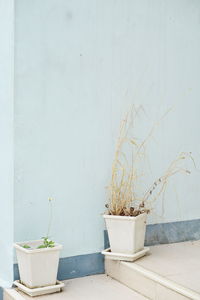 Close-up of potted plant against white wall