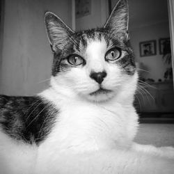 Close-up portrait of a cat at home