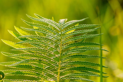 Close-up of fern leaves