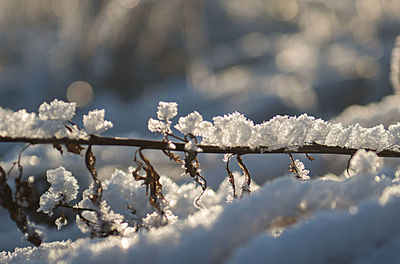 Close-up of frost on dried plants