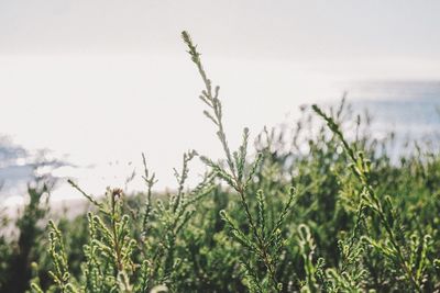 Close-up of grass growing in field against sky