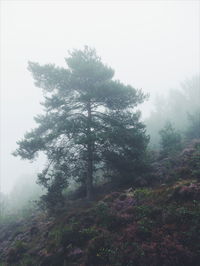 Low angle view of trees in forest against sky