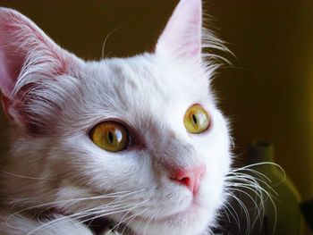 Close-up portrait of cat