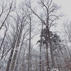 Low angle view of bare trees in forest during winter