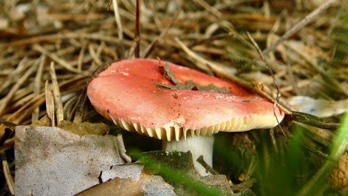 Close-up of mushroom growing on field