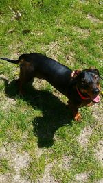 Dog standing on grassy field