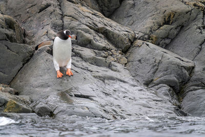 Gentoo penguin stands on shoreline raising flippers