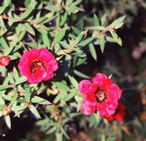 Close-up of pink flowers