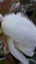 Close-up of wet flower