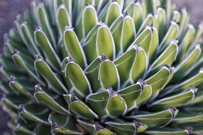 High angle view of succulent plant