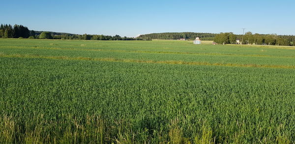 Scenic view of agricultural field against clear sky