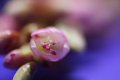 Close-up of pink flower growing outdoors