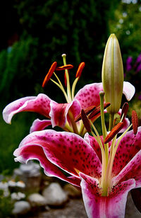 Close-up of pink flowering plant in park