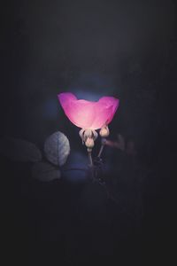 Close-up of pink flower blooming at night