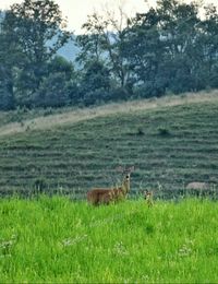 Cows grazing on grassy field