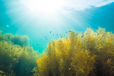 Sunlight shining down on a forest of seaweed