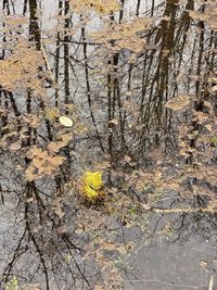 Close-up of flowering plants by trees in forest