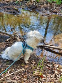 High angle view of dog in water