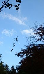 Low angle view of silhouette birds flying against sky