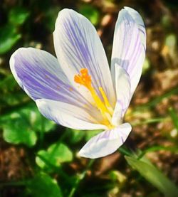 Close-up of purple flower