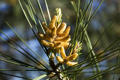 Close-up of flowering plant