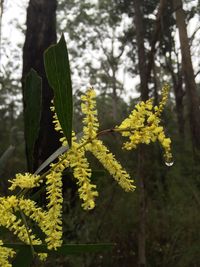 Close-up of yellow flowers