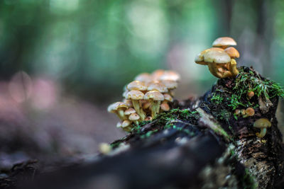 Close-up of mushrooms growing on tree trunk