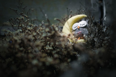 Close-up of toy amidst plants