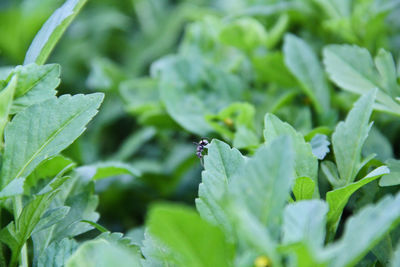 Close-up of insect on plant