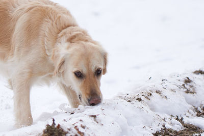 Dog standing on snow during winter