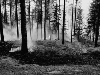 Pine trees on field in forest