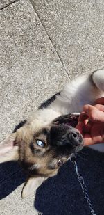 High angle view of hand holding dog