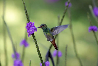 Close-up of bird perching on flower